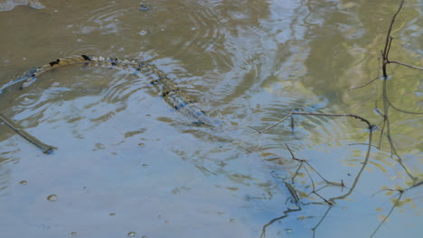 Kaiman-Crocodilus-Regungslos-Auf-Der-Wasseroberfläche-Guayana